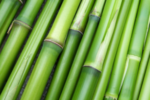 bamboo, green, plant-240321.jpg